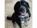 Adopt Buddy a Black Labrador Retriever, Australian Cattle Dog / Blue Heeler