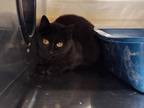 Emma Domestic Shorthair Adult Female