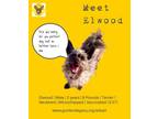 Adopt Elwood a Cairn Terrier