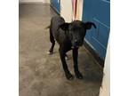 Adopt Jet a Labrador Retriever