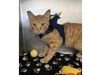 Anjie Domestic Shorthair Young Male