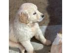 Golden Retriever Puppy for sale in Browerville, MN, USA