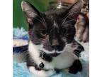 Adopt Midnight Bradwell MB a Domestic Short Hair