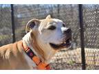 Dylan* Mixed Breed (Large) Adult Male