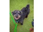 Adopt Martin a Poodle