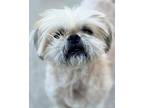 Adopt Binks a Shih Tzu