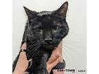 Olive Domestic Shorthair Young Female