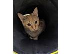 Honeybell-ASK ABOUT ME I AM IN FOSTER Domestic Shorthair Young Female