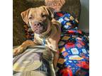 Adopt Wayne a Pit Bull Terrier