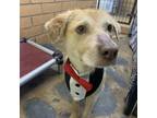 Adopt Salvadore a Mixed Breed