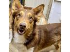 Adopt Kooper a Australian Shepherd, Husky