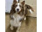 Adopt Kanyon a Australian Shepherd