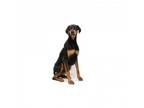 Adopt Barkley a Doberman Pinscher