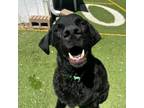 Adopt Apollo Creed a Black Labrador Retriever, Flat-Coated Retriever