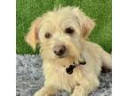 Adopt Jordan a Norfolk Terrier