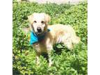 Adopt Conrad a Golden Retriever