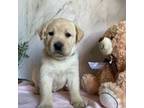 Labrador Retriever Puppy for sale in Harlan, IN, USA