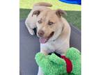 Adopt Zion a Labrador Retriever, Husky