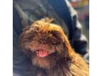 Shih Tzu Puppy for sale in Tulare, CA, USA