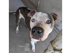 Adopt Phillip a Pit Bull Terrier