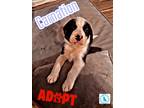 Adopt Carnation - Daisys Flower Patch a Great Pyrenees