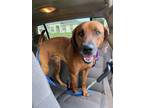 Adopt Dusty a Hound