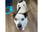 Adopt Cowboy- LOVES dogs, people and treats! $0 Adoption Fee! a Cattle Dog