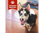 Adopt Odin - LOVES treats, people, dogs, and being active!