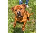 Adopt Rocky a Rottweiler, Pit Bull Terrier