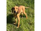 Adopt Baron a Redbone Coonhound