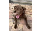 Adopt Tom a Labrador Retriever, Weimaraner