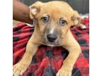 Adopt Ash a Terrier