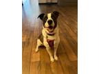 Adopt Cypress a Mountain Cur, Great Pyrenees