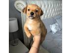 Miniature Pinscher Puppy for sale in Boston, MA, USA