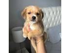 Miniature Pinscher Puppy for sale in Boston, MA, USA