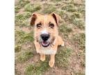 Adopt Squirtle (83987) a Terrier