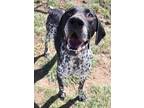 Adopt Duster (83644) a German Shorthaired Pointer