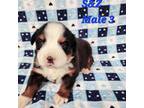 Bernese Mountain Dog Puppy for sale in Independence, VA, USA