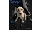 Adopt Duncan a Labrador Retriever