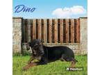 Adopt Dino a German Shepherd Dog, Black Labrador Retriever
