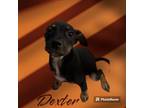Adopt Dexter a Labrador Retriever, German Shepherd Dog