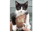 Adopt Nash a Domestic Short Hair