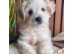 Maltipoo Puppy for sale in Richmond, TX, USA