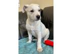 Adopt Blanco a Pit Bull Terrier, Yellow Labrador Retriever