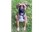 Adopt Ridge a German Shepherd Dog