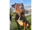 Adopt ZEUS a Pit Bull Terrier, American Staffordshire Terrier