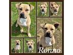 Adopt Ronno CFS# 240023210 a Pit Bull Terrier
