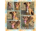 Adopt Cross Fit (Lucky Star) CFS# 240010696 a Labrador Retriever