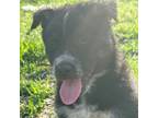 Adopt Bruce a Shepherd, Border Collie