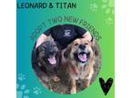 Adopt Leonard and Titan a Retriever